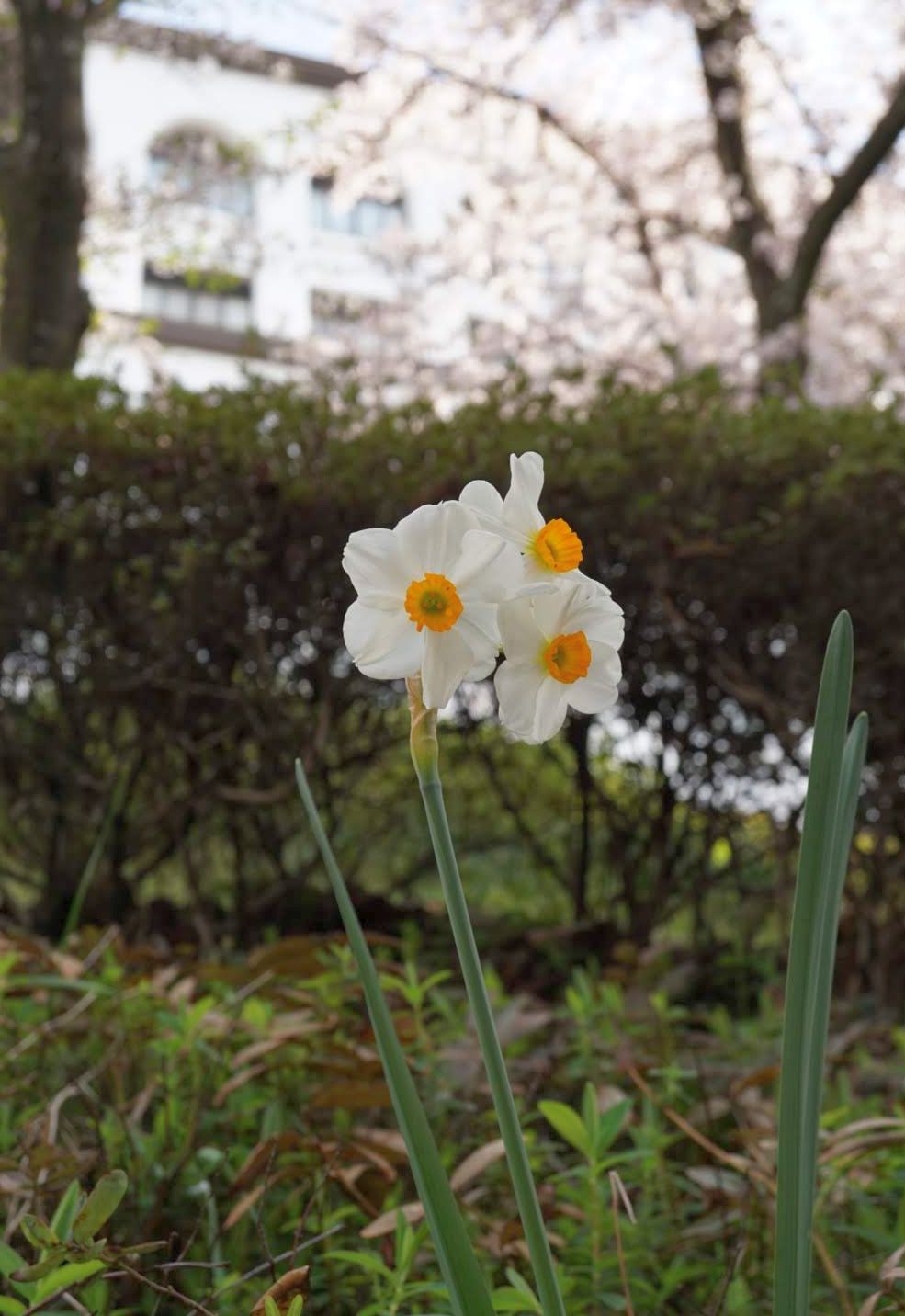 スイセン/Narcissus tazetta chinensis