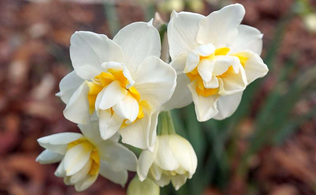 八重咲/double flower