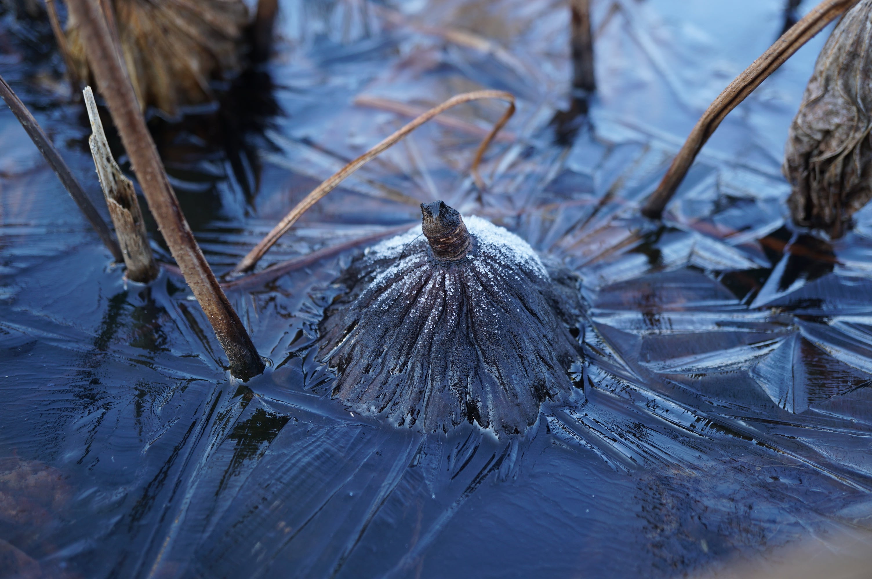 ハス/Nelumbo nucifera (Lotus)