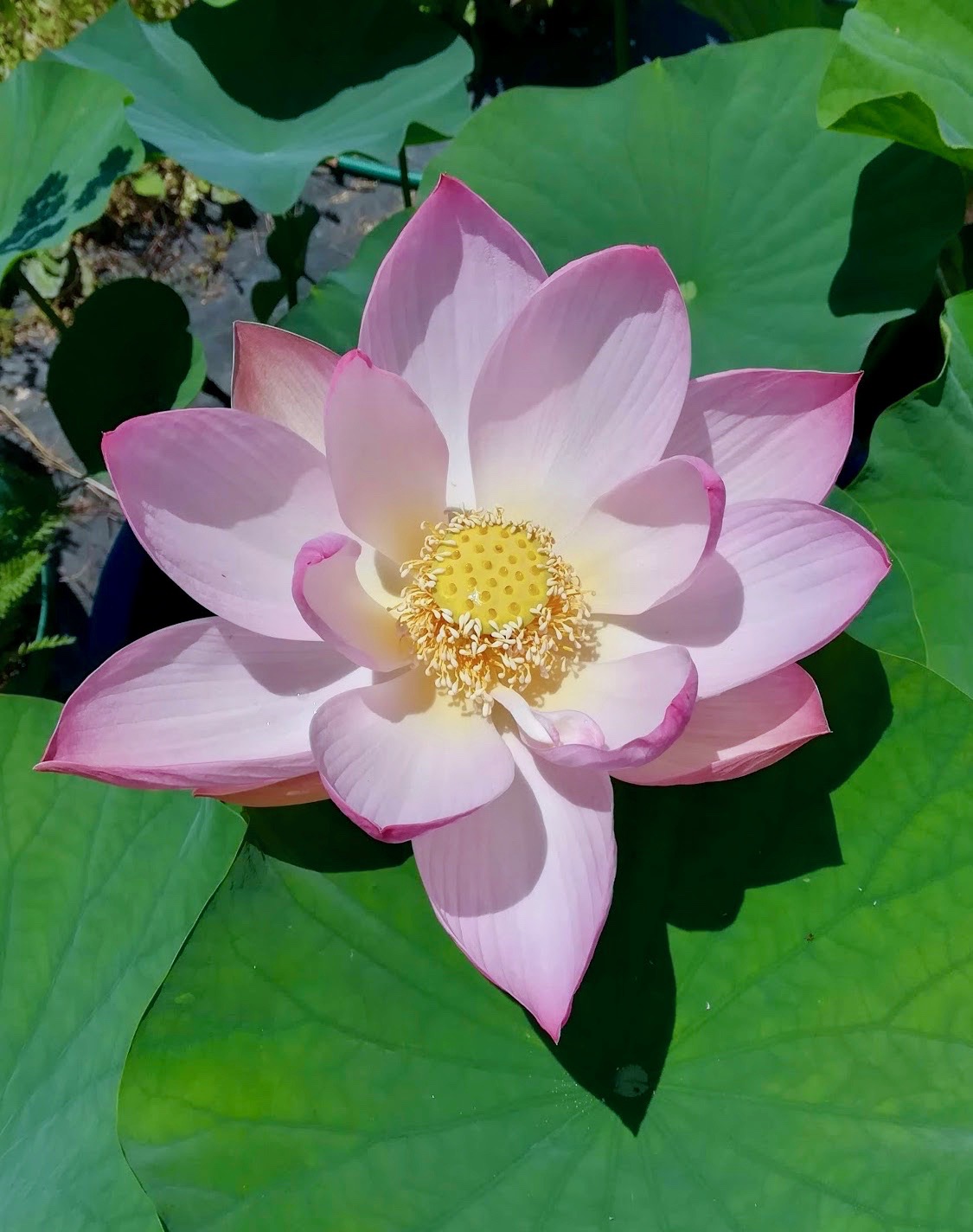 ハス/Nelumbo nucifera