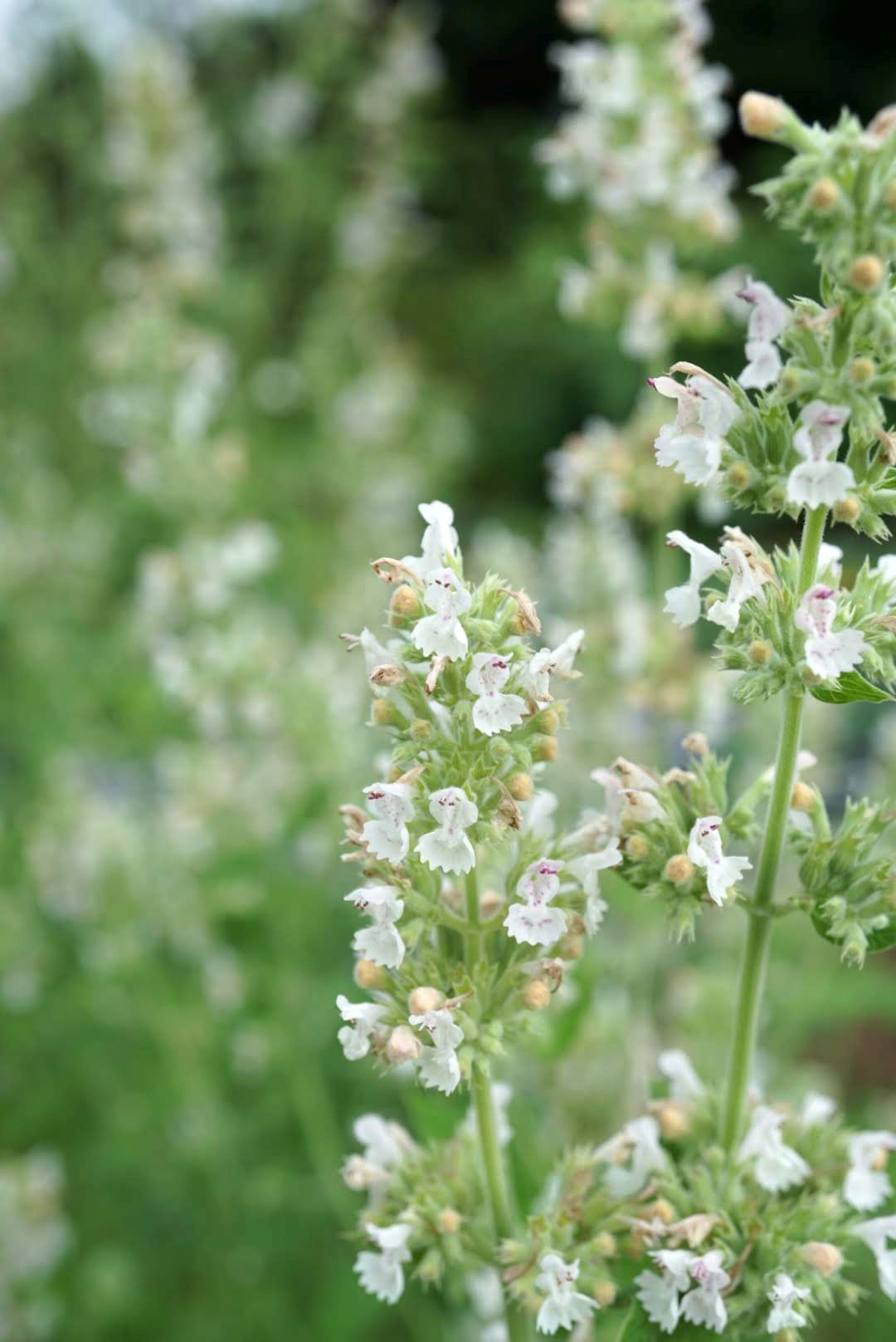 イヌハッカ/Nepeta cataria