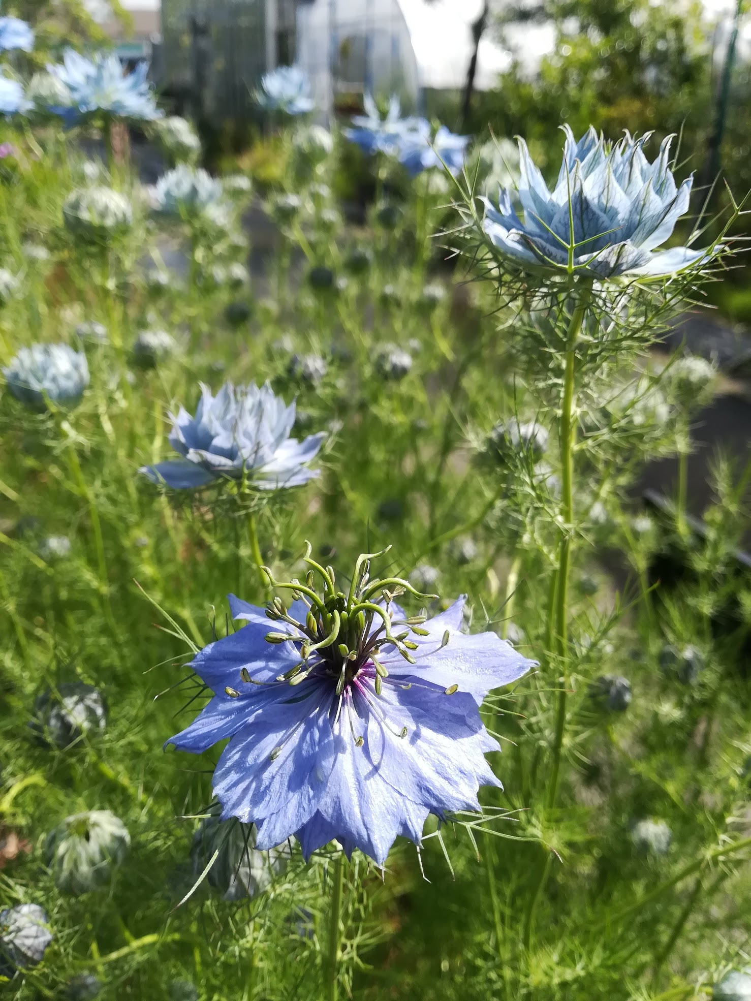 クロタネソウ/Nigella damascena