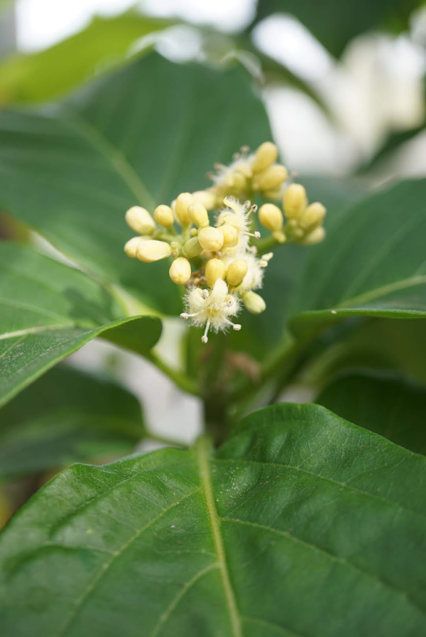 クサミズキ/Nothapodytes nimmoniana