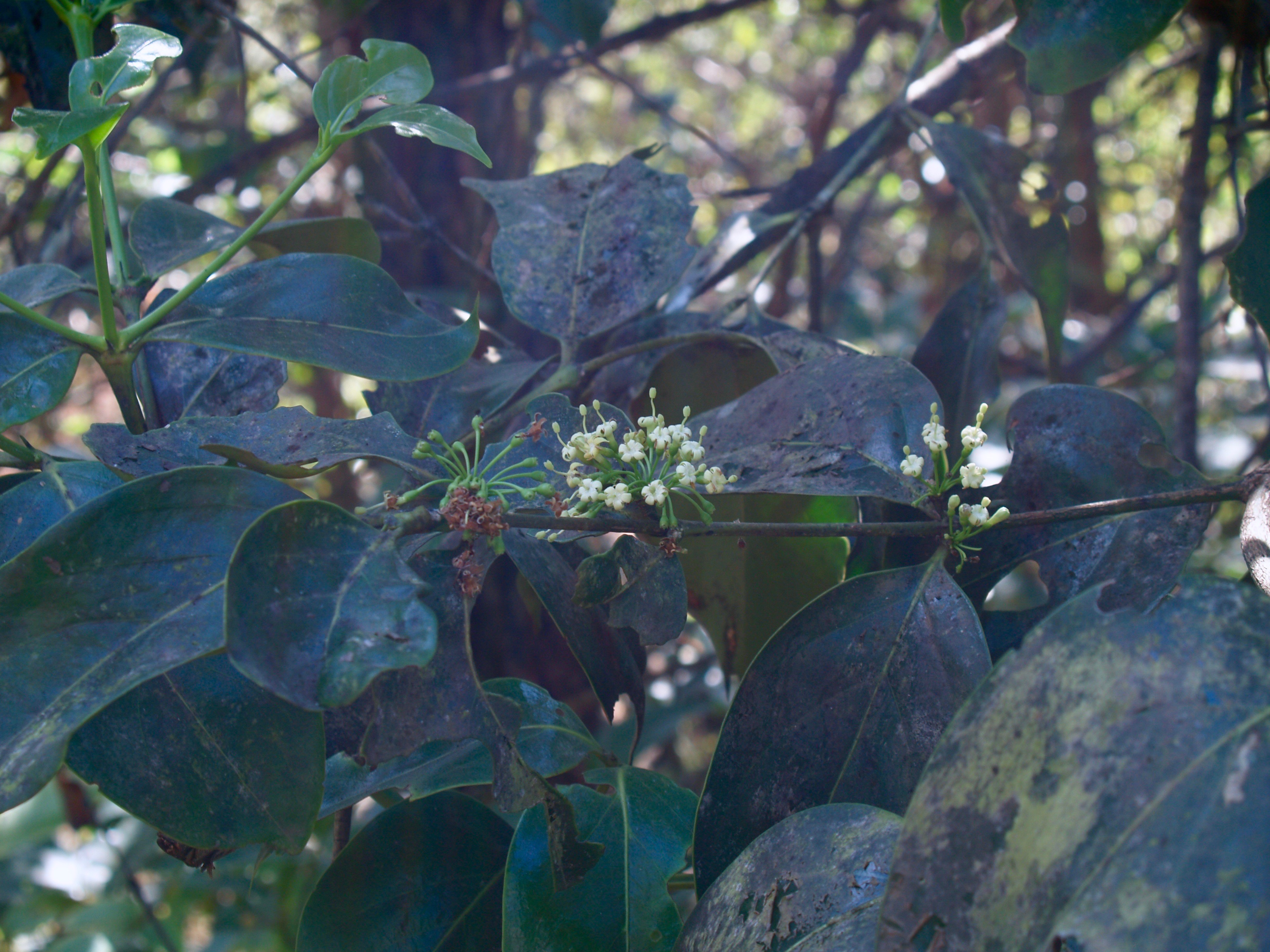 クサミズキ／Nothapodytes nimmoniana