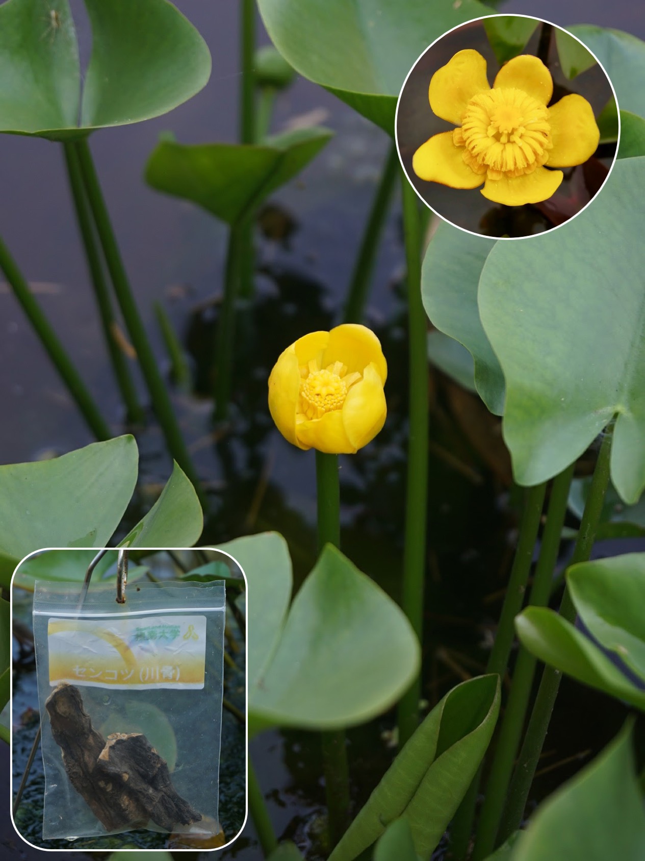 コウホネ/Nuphar japonicum