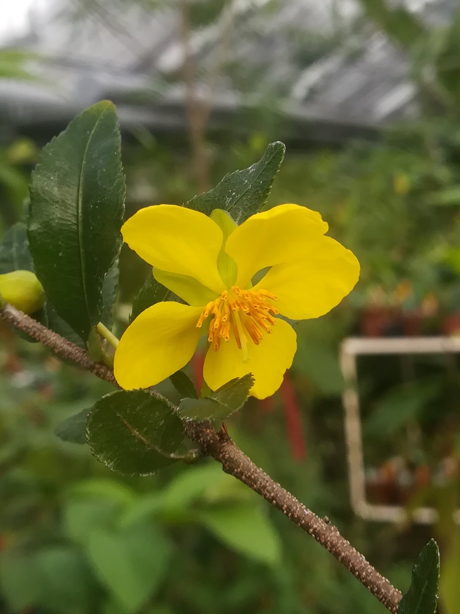 ミッキーマウスノキ/Ochna atro-purpurea