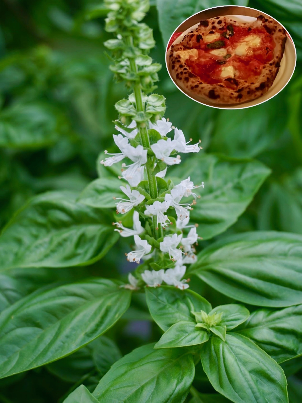 バジル/Ocimum basilicum