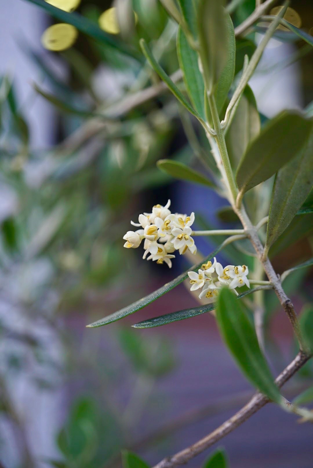 オリーブ/Olea europaea