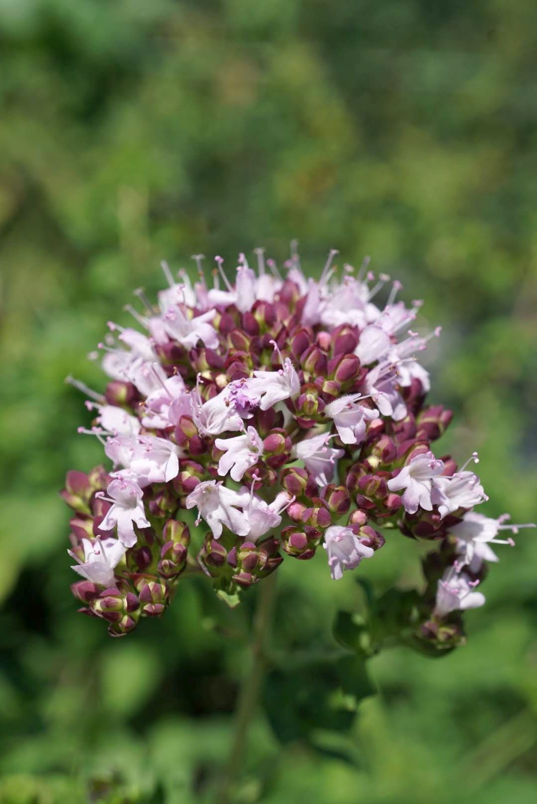 オレガノ/Origanum vulgare