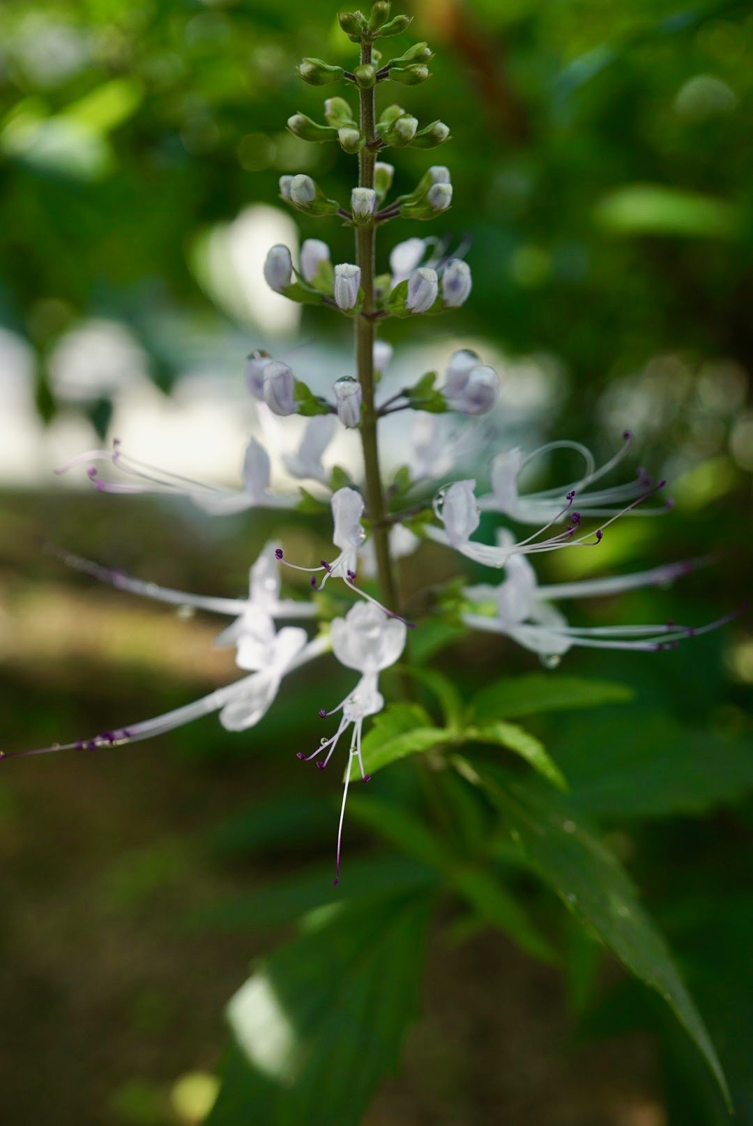 クミスクチン/Orthosiphon aristatus