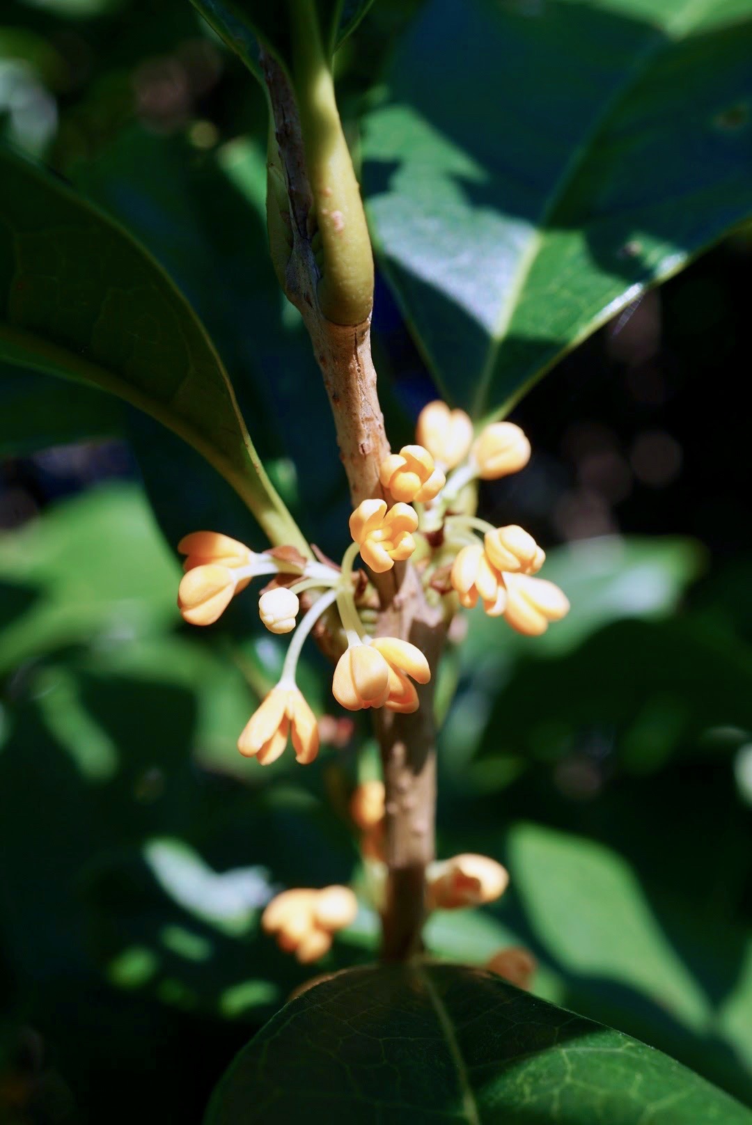 キンモクセイ/Osmanthus fragrans var. aurantiacus