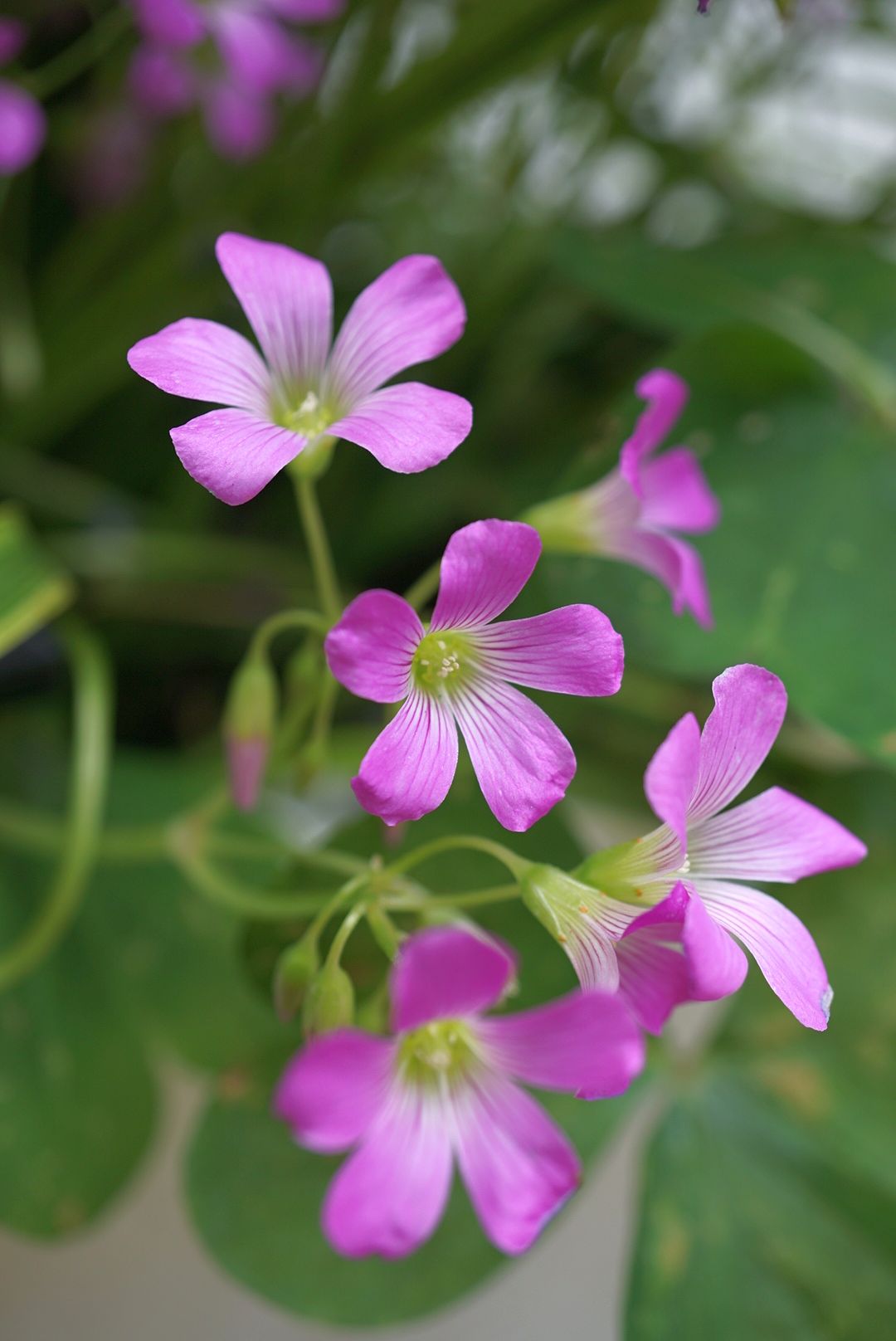 ムラサキカタバミ/Oxalis corymbosa