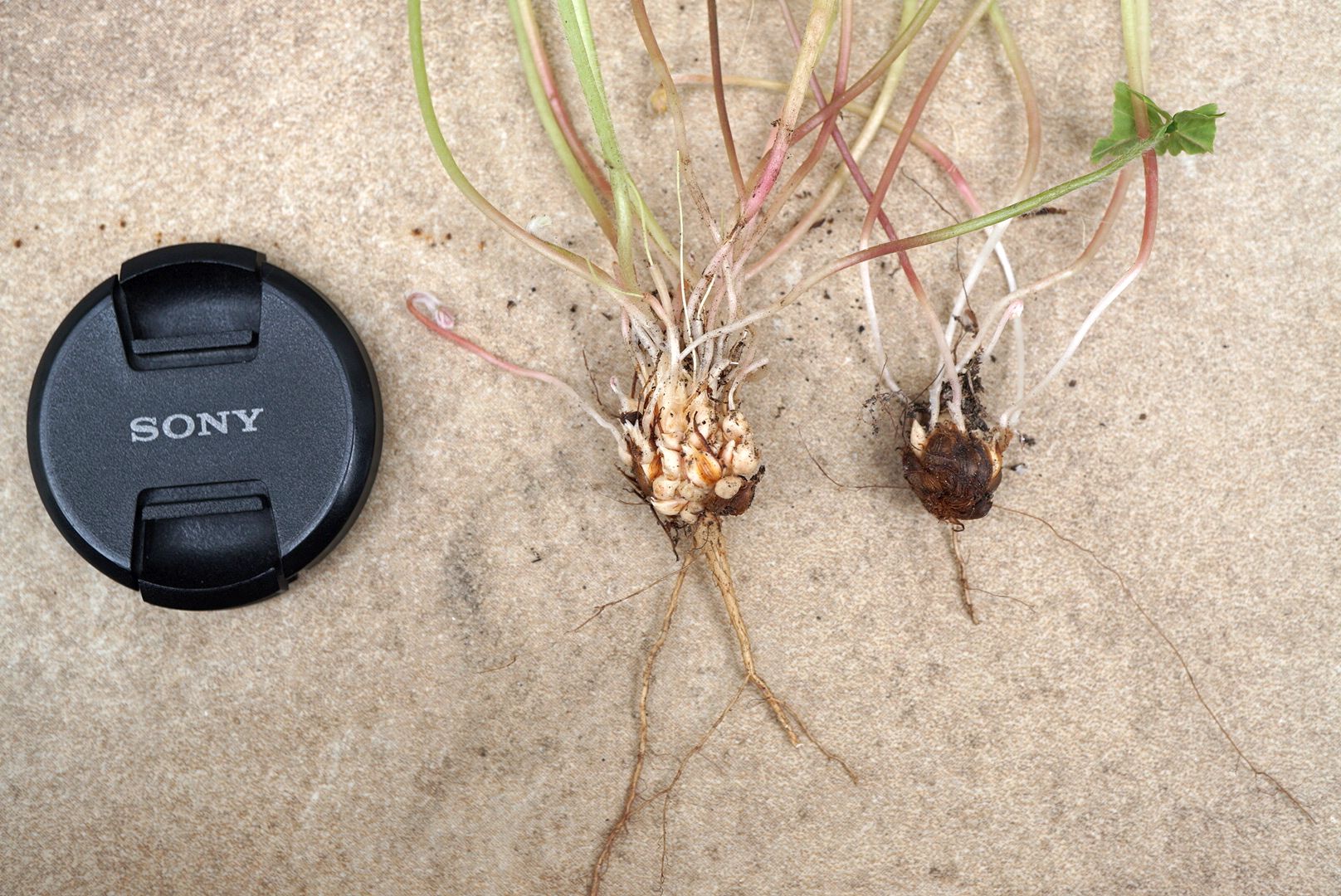 ムラサキカタバミ鱗茎 bulbs