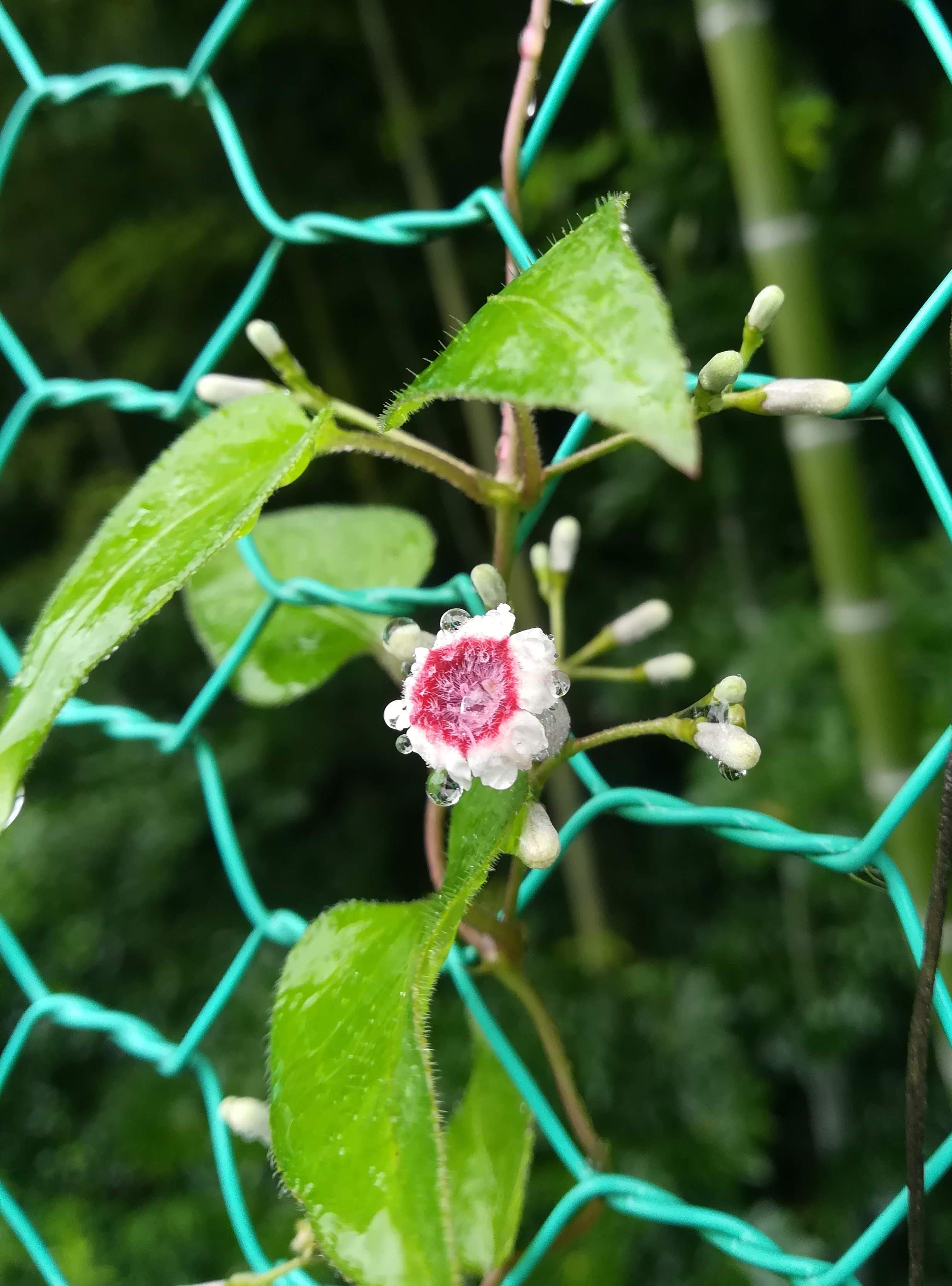 ヘクソカズラ/Paederia foetida