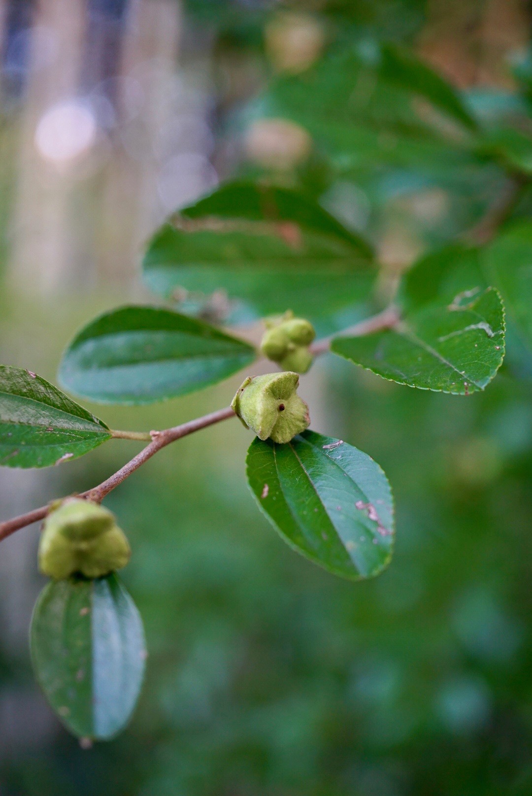 ハマナツメ/Paliurus ramosissimus