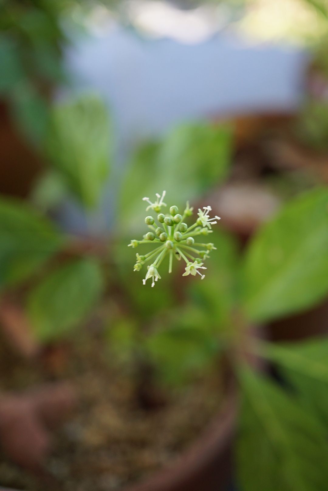 トチバニンジン