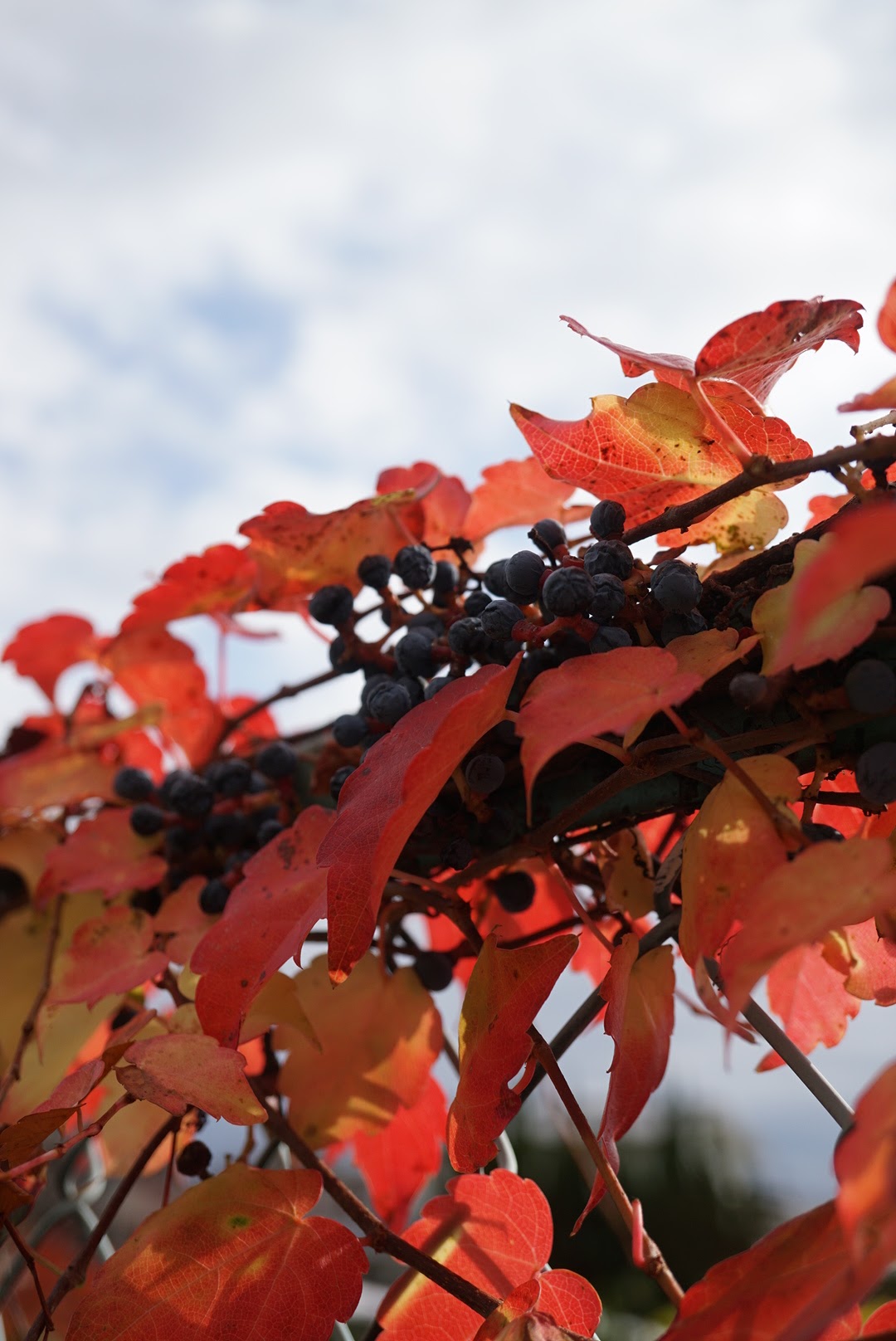 ツタ/Parthenocissus tricuspidata