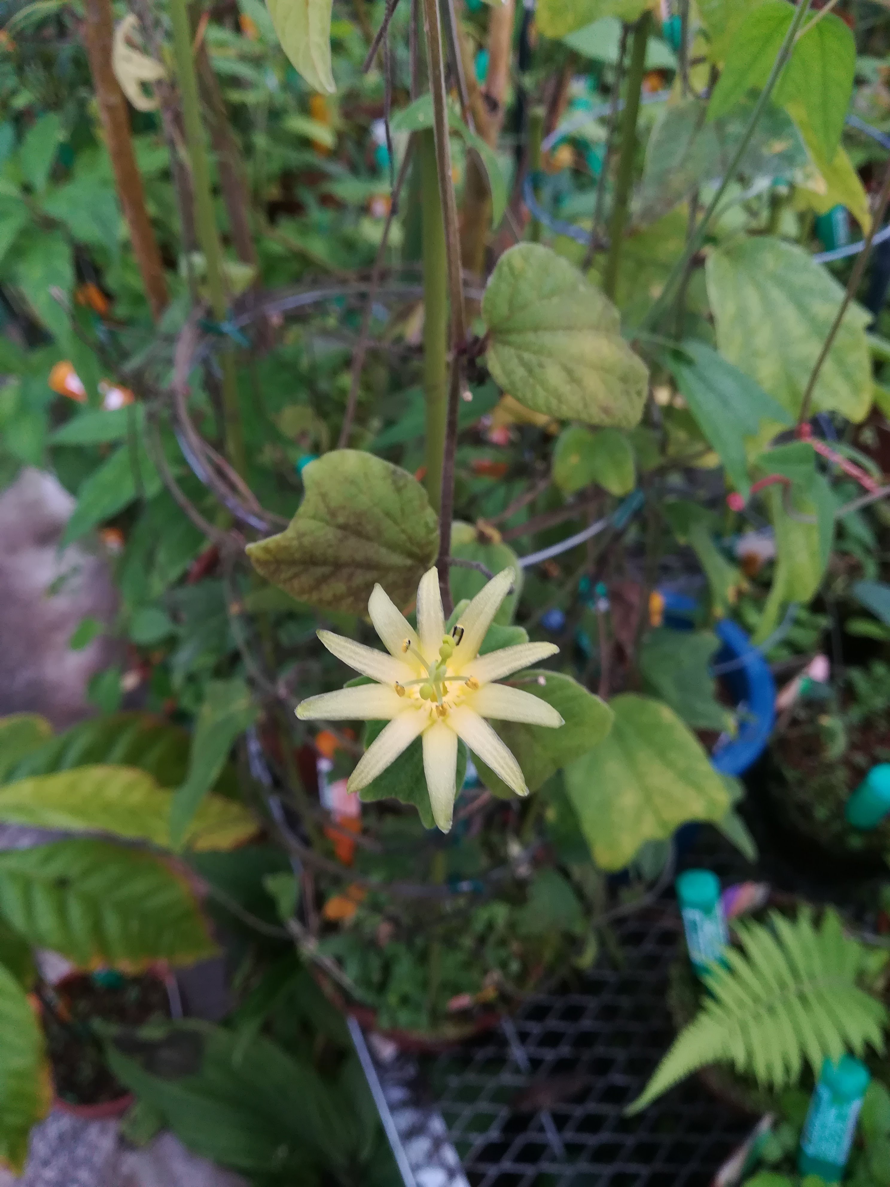 パッションフルーツの一種/Passiflora citrina