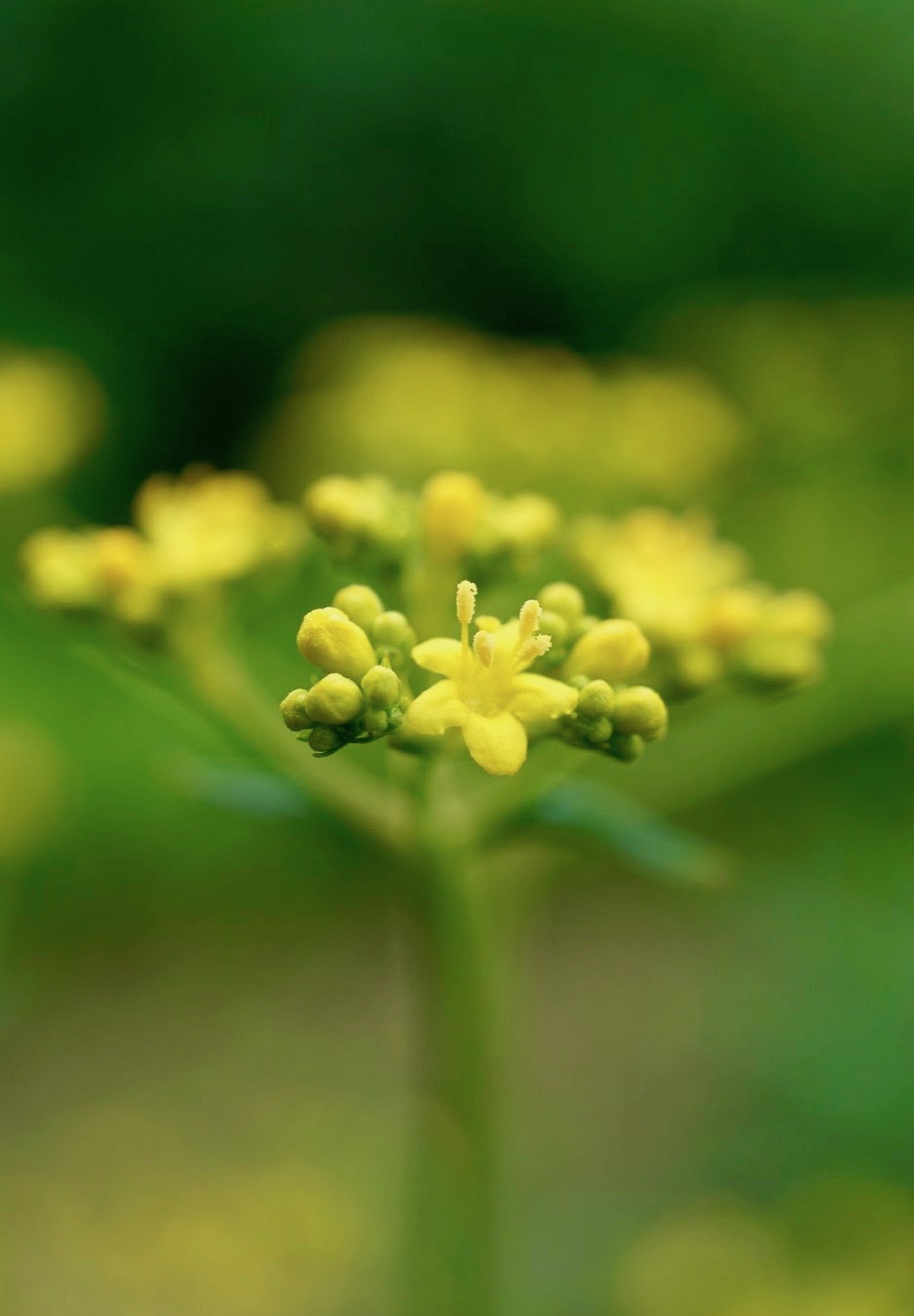 オミナエシ/Patrinia scabiosaefolia