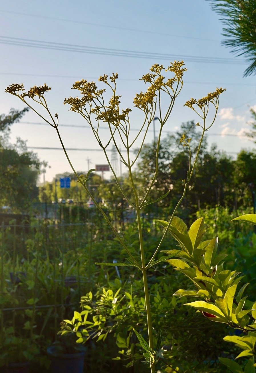 オミナエシ/Patrinia scabiosifolia