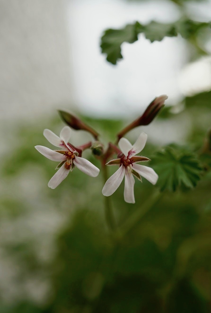 アップルゼラニウム/Pelargonium odoratissimum