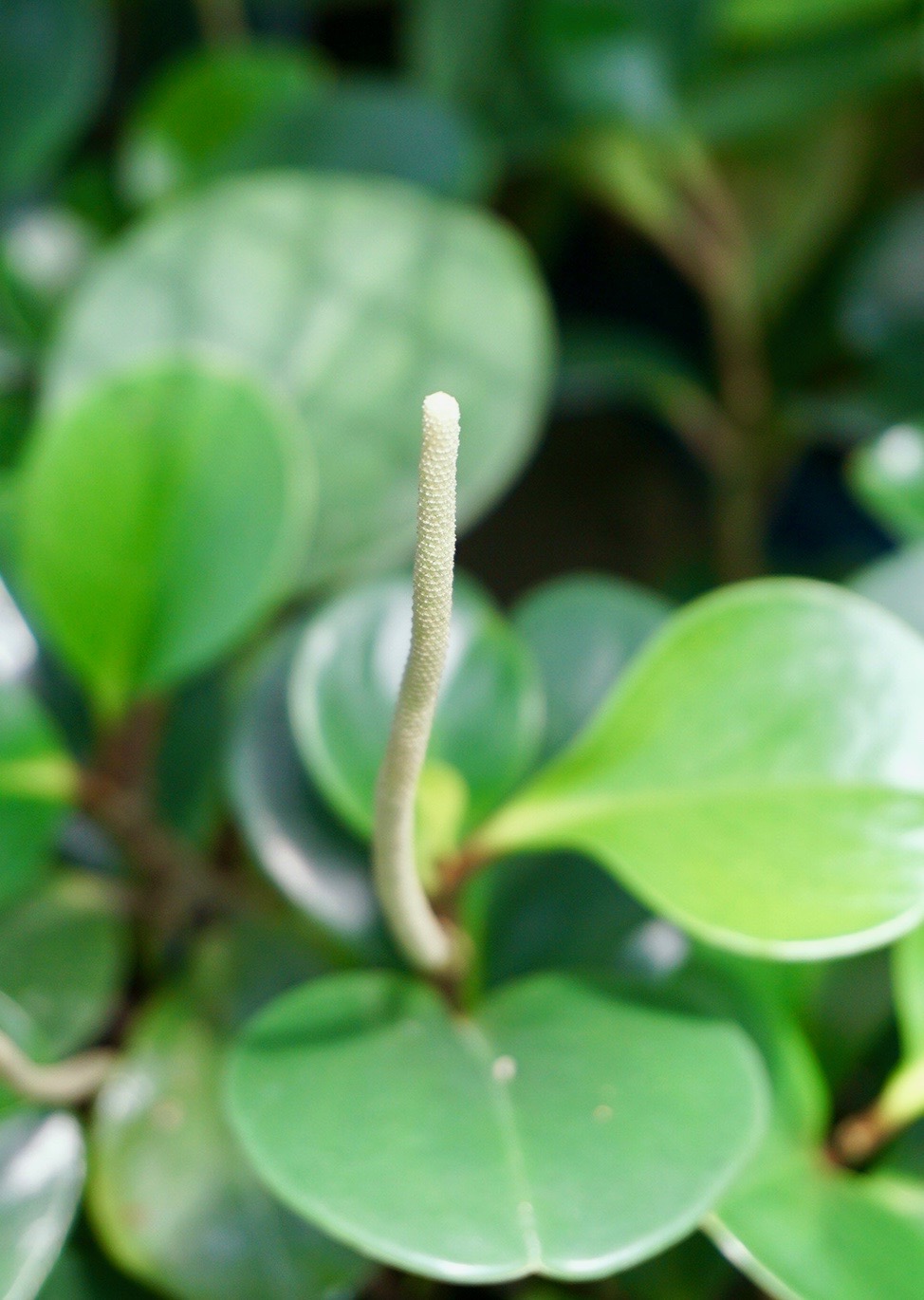 ペペロミア/Peperomia obtusifolia