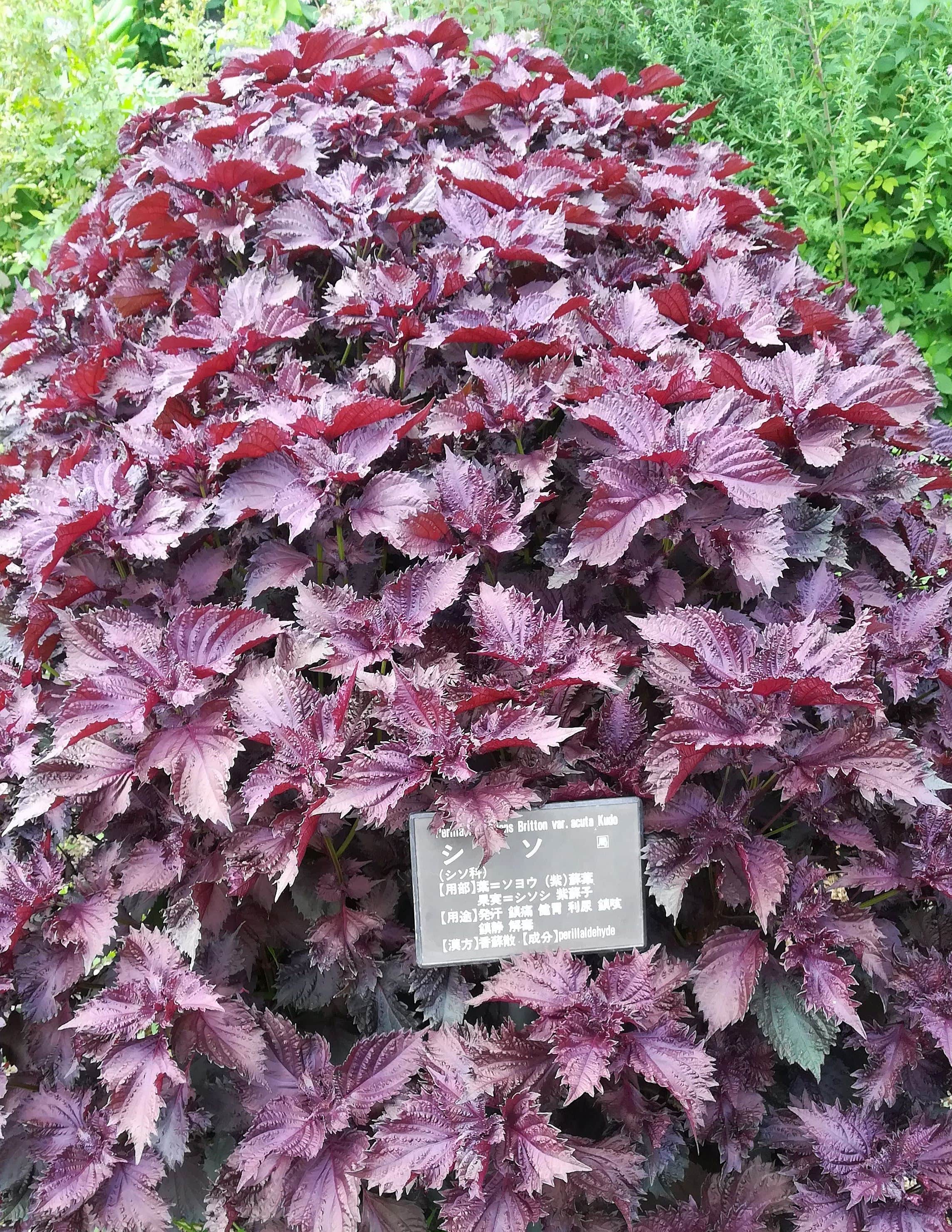 シソ/Perilla frutescens crispa