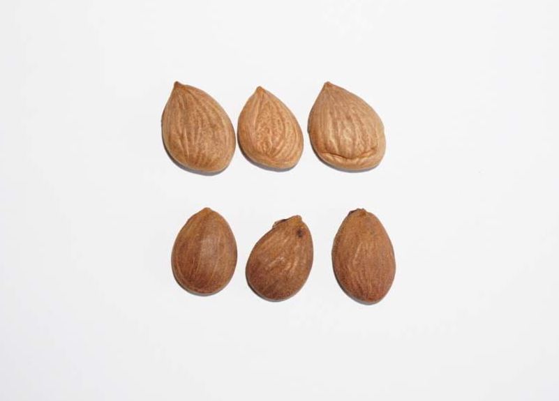 トウニンPersicae Semen