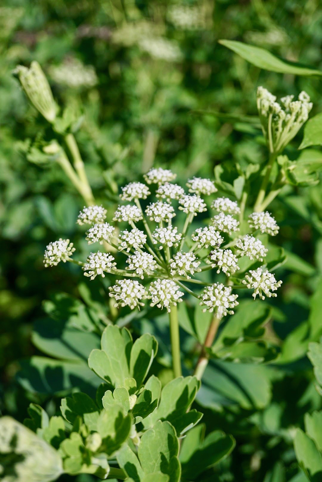 ボタンボウフウ/Peucedanum japonicum