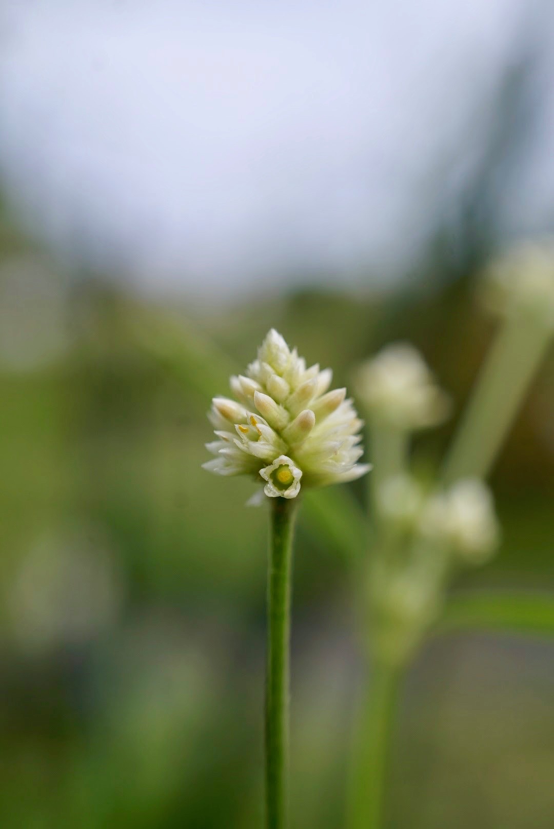 ブラジルニンジン/Pfaffia glomerata