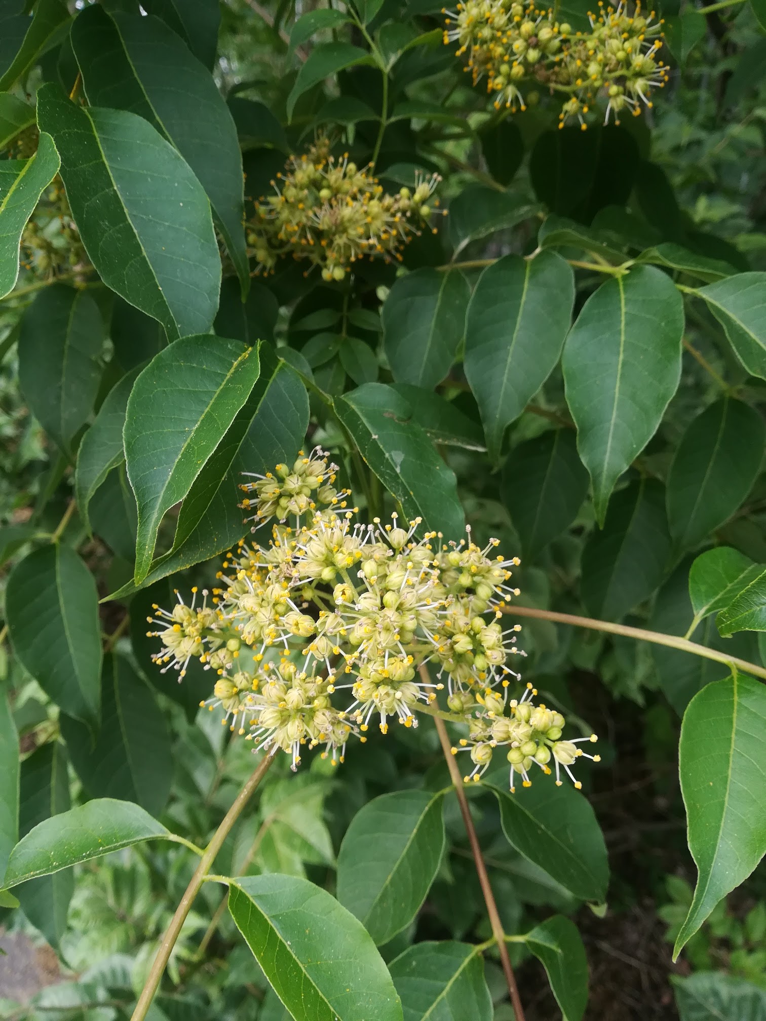 キハダ/Phellodendron amurense