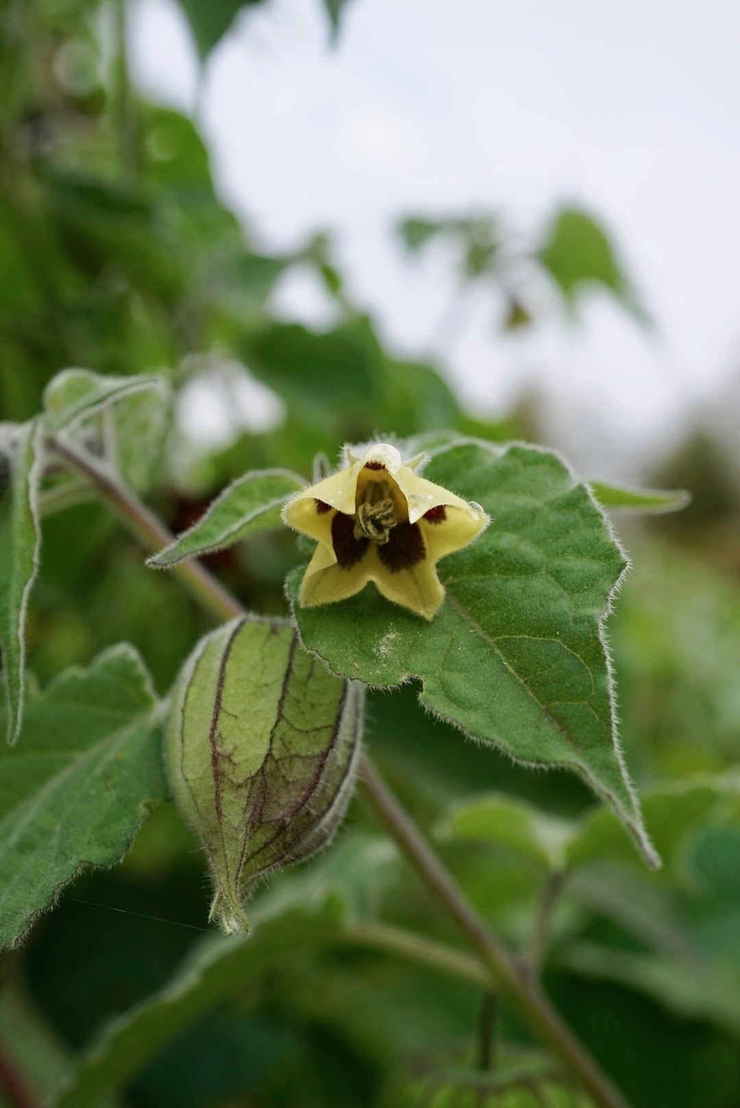 ショクヨウホオズキ/Physalis pruinosa