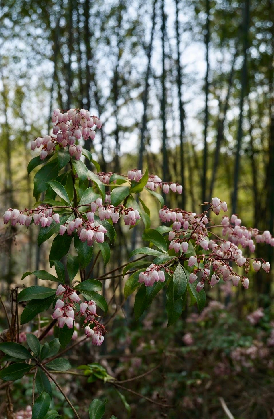 アケボノアセビ/Pieris japonica f. rosea