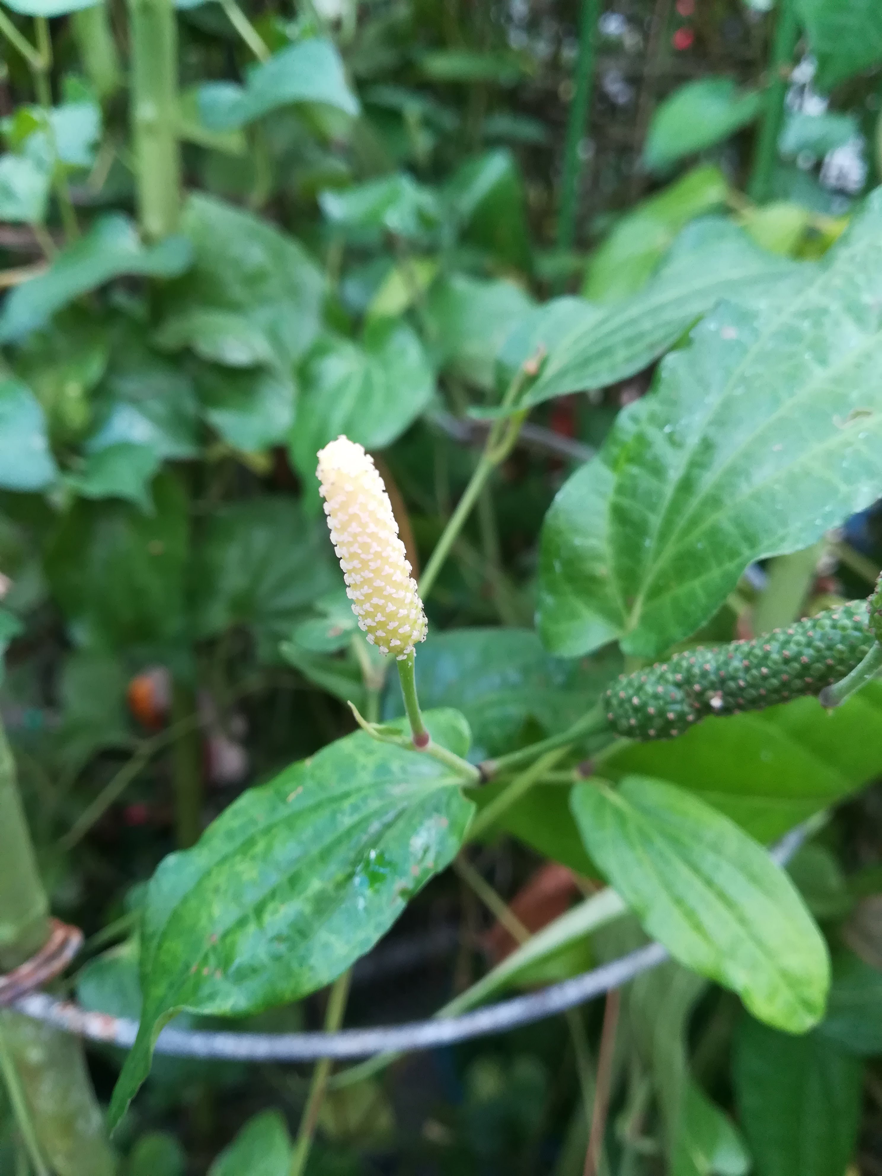 インドナガコショウ/Piper longum