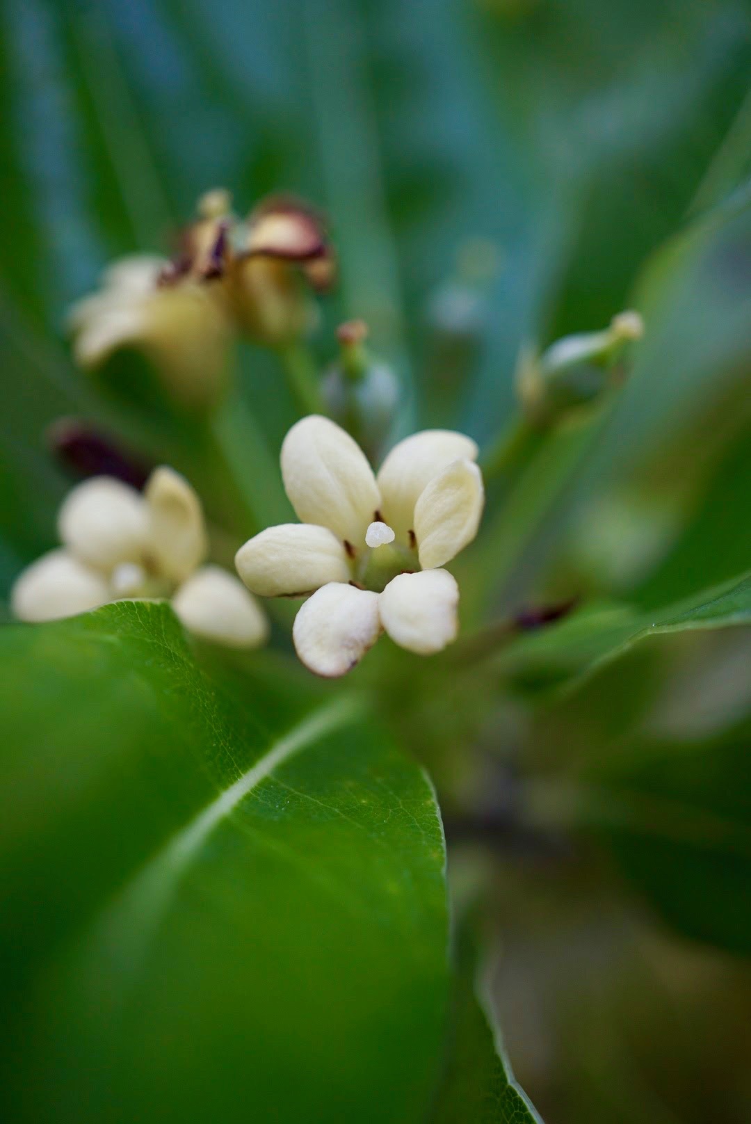 トベラ/Pittosporum tobira