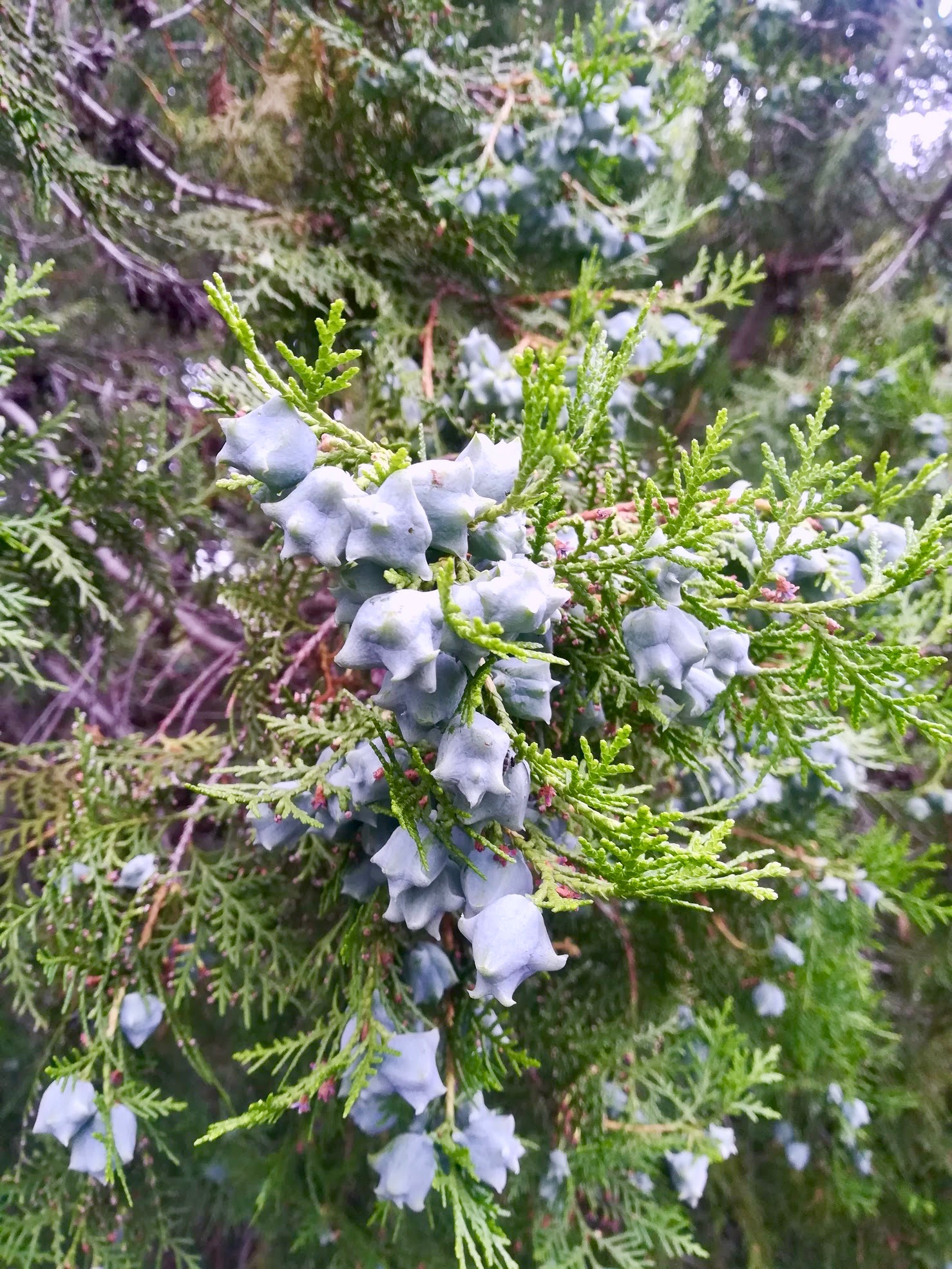 コノテガシワ/Platycladus orientalis