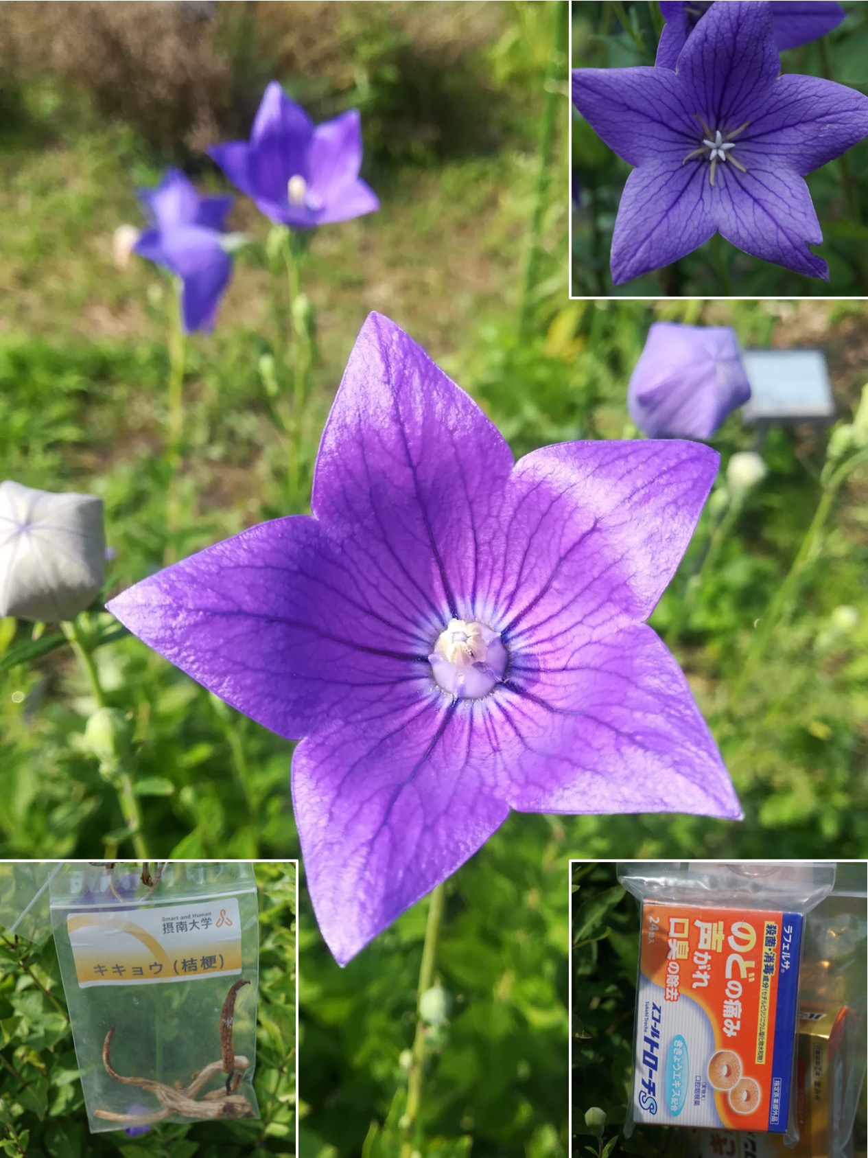 キキョウ/Platycodon grandiflorum