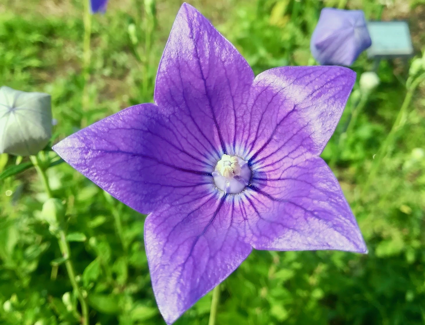 キキョウ／Platycodon grandiflorus