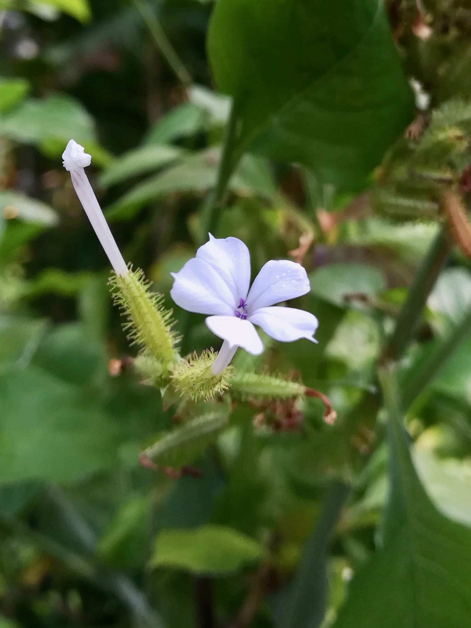 インドマツリ/Plumbago zeylanica