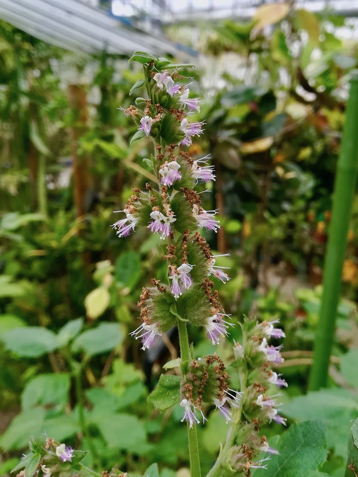 パチョリ/Pogostemon cablin