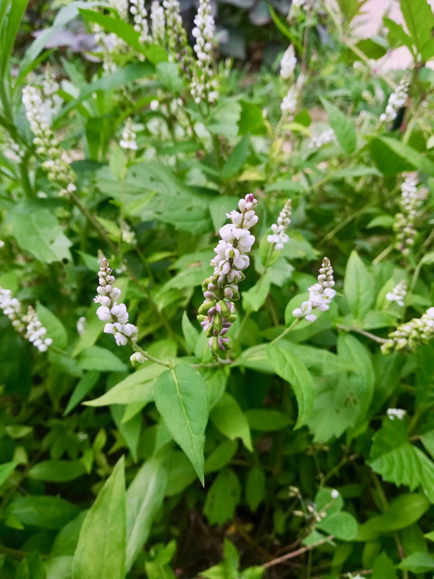 ヒロハセネガ/Polygala senega var. latifolia