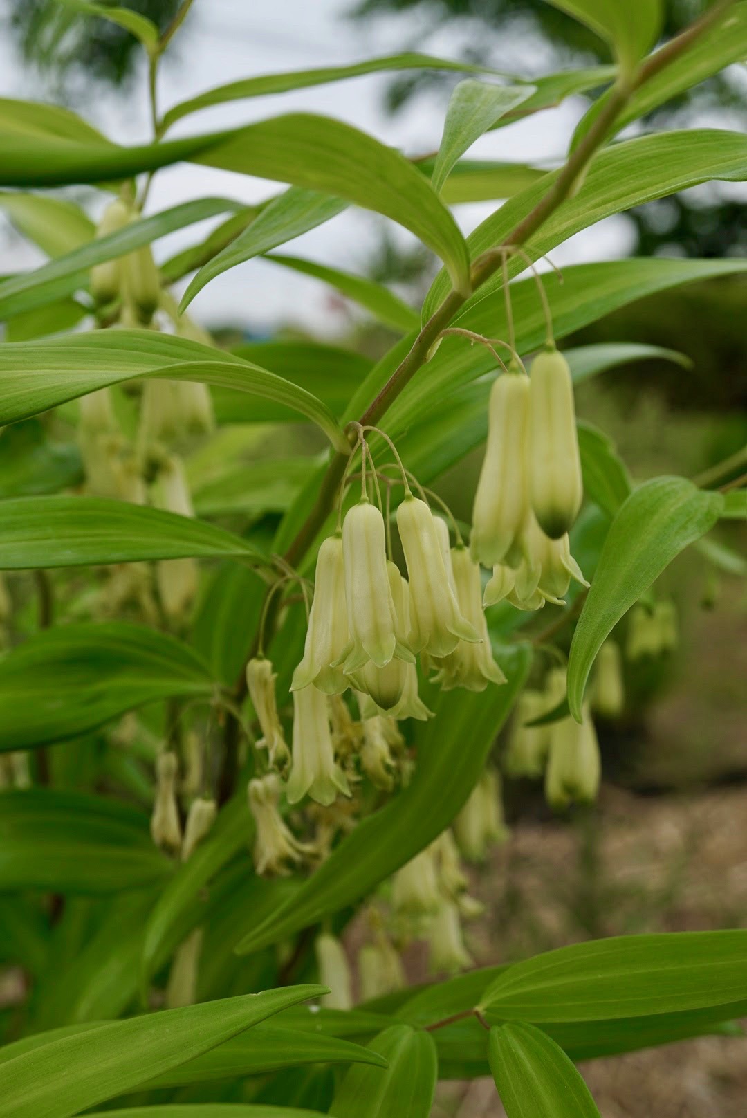 ナルコユリ/Polygonatum falcatum