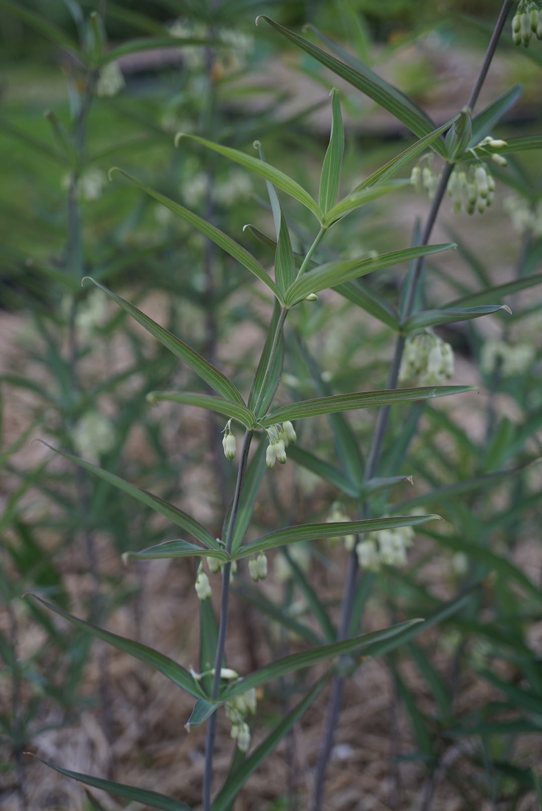 カギクルマバナルコユリ/Polygonatum sibiricum