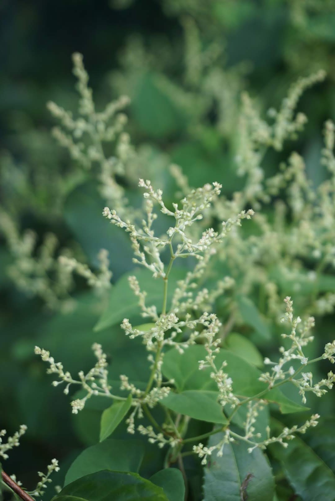 ツルドクダミ/Polygonum multiflora
