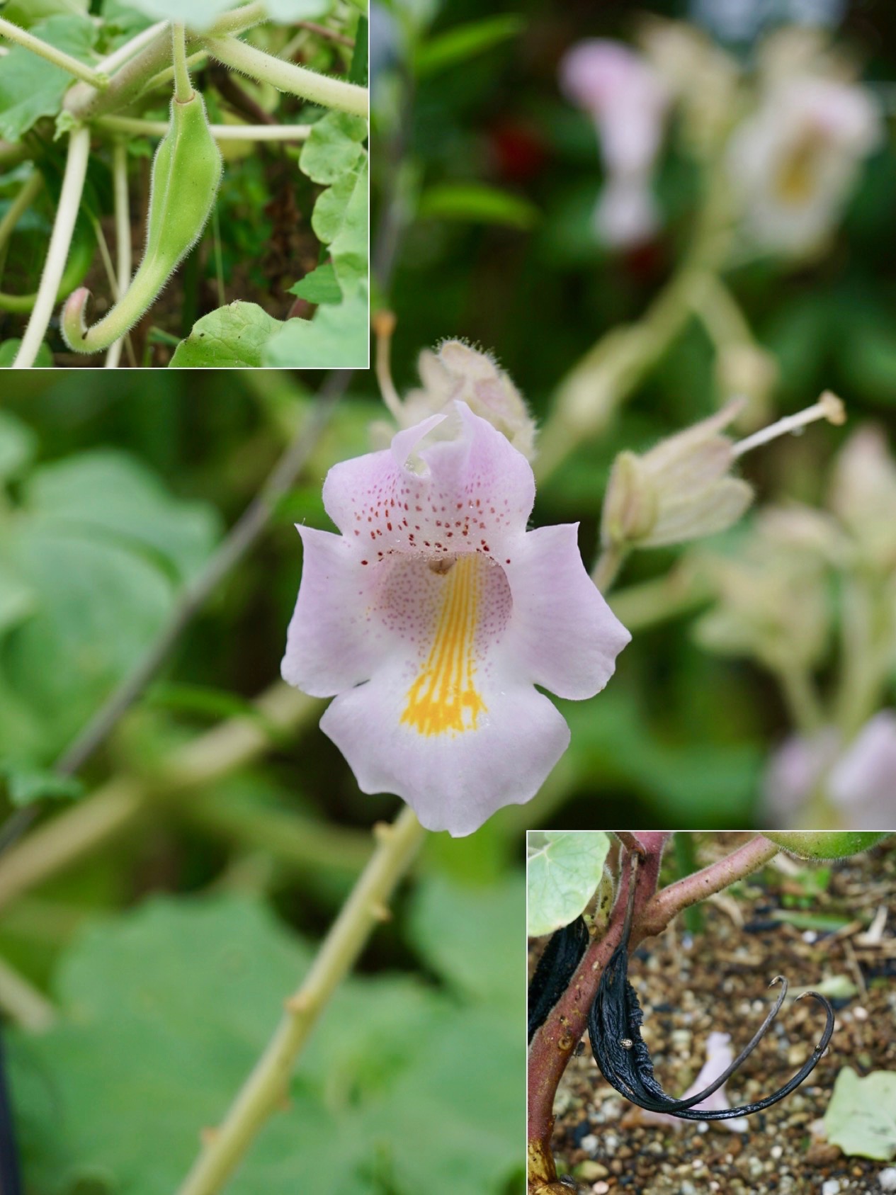 ツノゴマ/Proboscidea louisianica