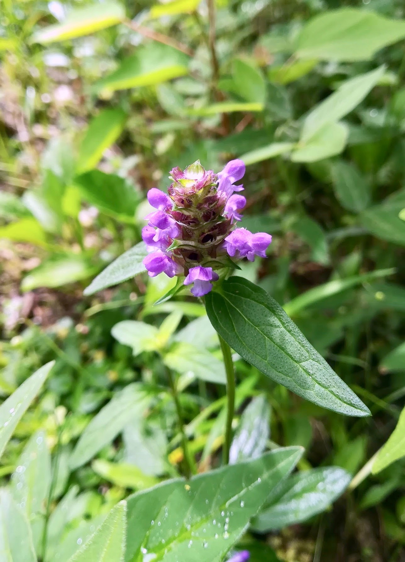 セイヨウウツボグサ/Prunella vulgaris