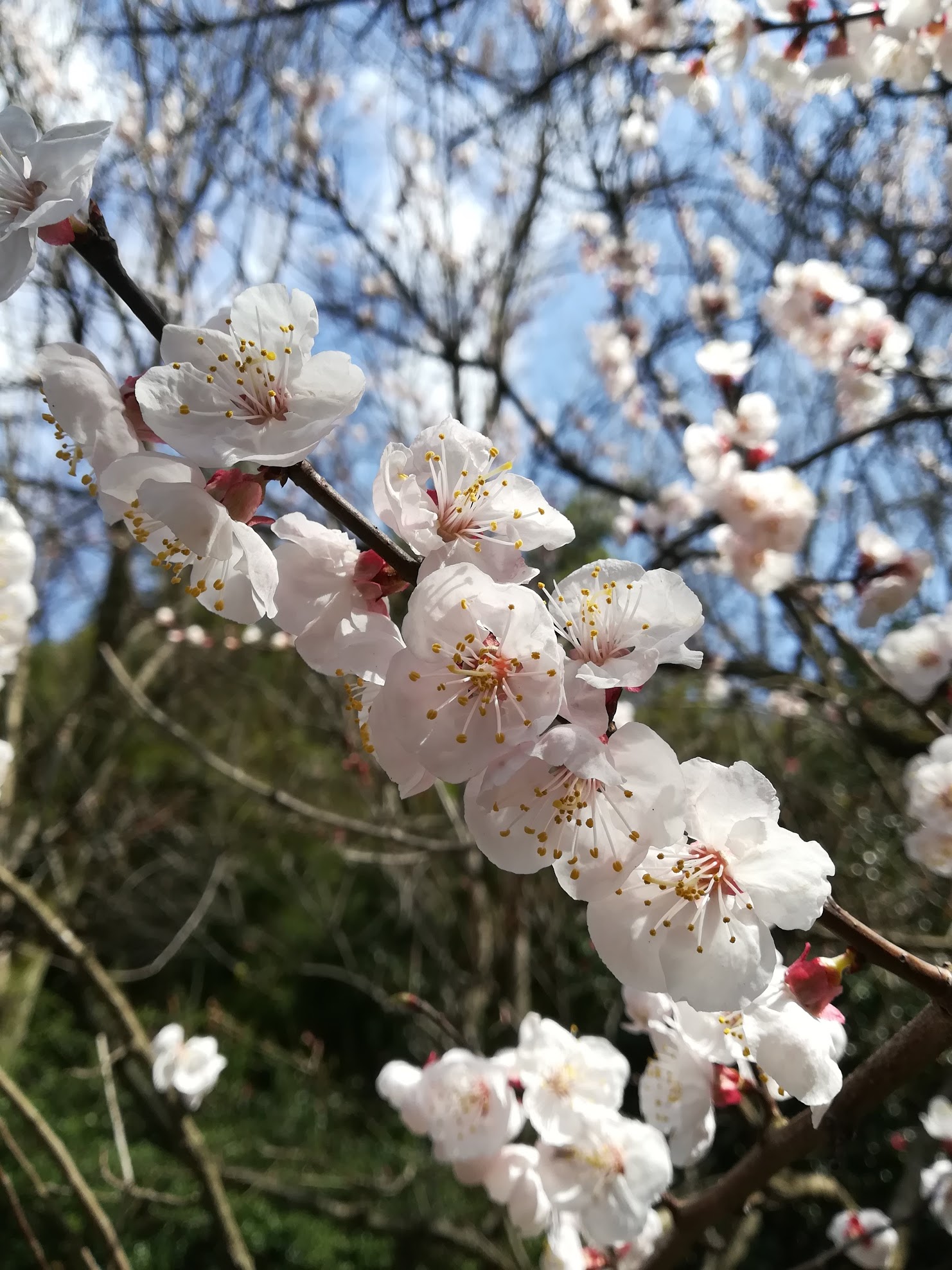 アンズ/Prunus armeniaca var. ansu