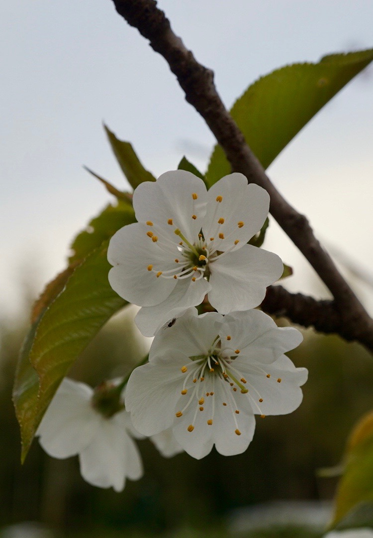 セイヨウミザクラ/Prunus avium
