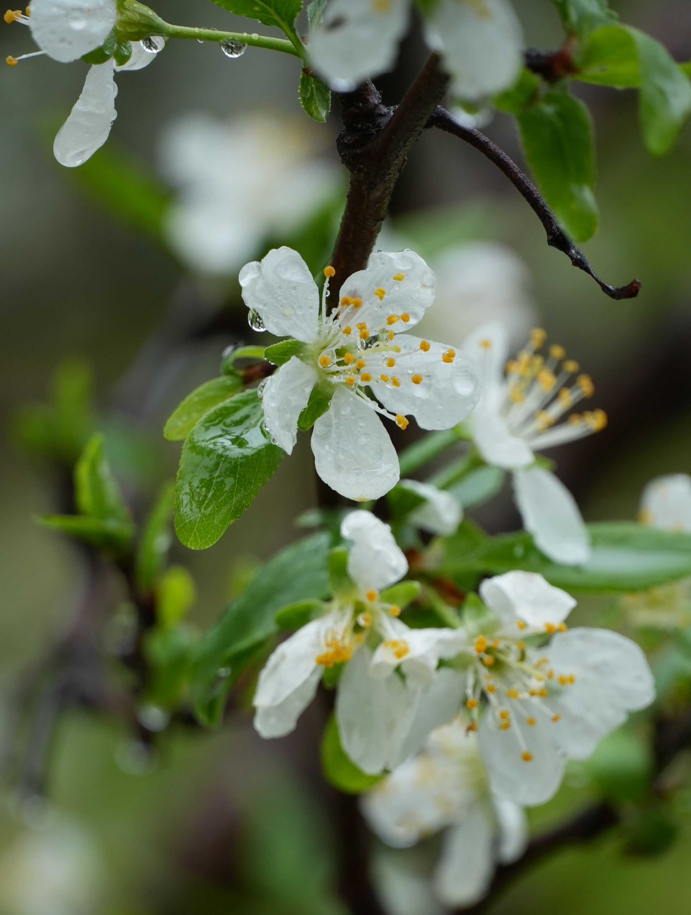 セイヨウスモモ/Prunus domestica