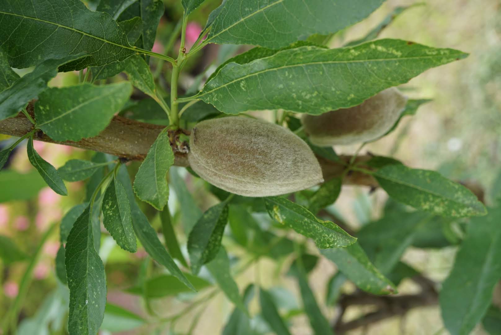 アーモンド果実